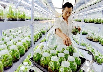 房縣擦亮“藥庫”品牌 藥材種植技術(shù)開發(fā)引領(lǐng)產(chǎn)業(yè)升級