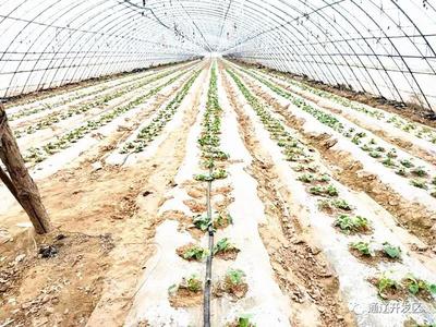 通遼開發(fā)區(qū) 種植技術(shù)開發(fā)助力脫貧攻堅，鄉(xiāng)村振興奔小康