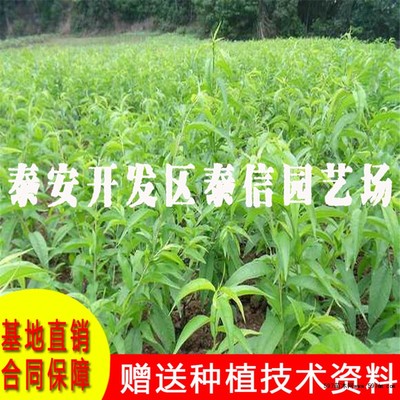 中油蟠4號桃苗價格及種植技術詳解