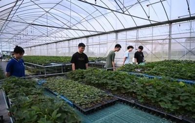 七彩思政大課 青春挺膺擔(dān)當(dāng)——礦大暑期社會實踐簡報（四）種植技術(shù)開發(fā)