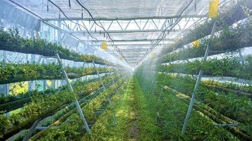 科技賦能，智慧引領(lǐng) 樂清市以“機(jī)器換人”驅(qū)動現(xiàn)代農(nóng)業(yè)高質(zhì)量發(fā)展，喜獲省級種植技術(shù)開發(fā)榮譽(yù)