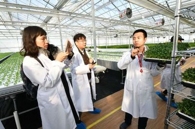 免洗即食的奧秘 揭秘水培蔬菜的現(xiàn)代化種植技術
