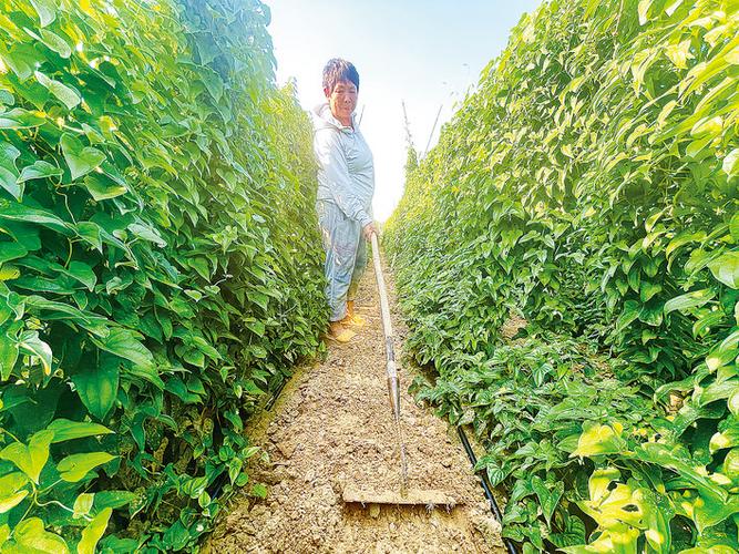 山藥種植成富民產業(yè)，國家濮陽經(jīng)濟技術開發(fā)區(qū)技術開發(fā)獲媒體聚焦