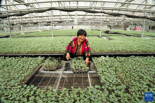 河北永清 以技術創(chuàng)新驅動綠色蔬菜種植，筑牢京津“菜籃子”保障線