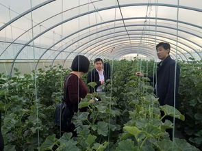 科技賦能農業(yè) 縣農副產品加工發(fā)展服務中心開展瓜菜種植技術巡查與開發(fā)工作