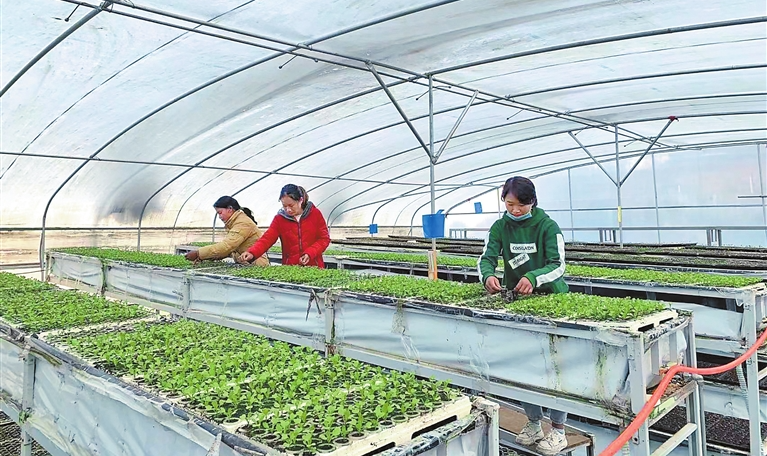 創(chuàng)新驅動引領綠色崛起 臨滄市科技創(chuàng)新賦能特色種植技術開發(fā)