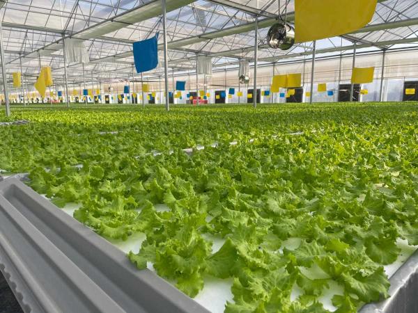 全會精神在基層 | “聚寶棚”里綠意濃 種植技術開發(fā)結碩果